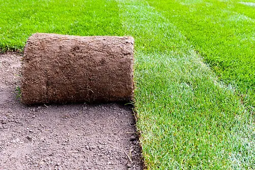 Trawnik z rolki